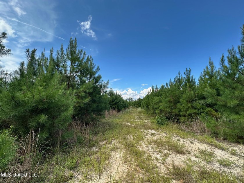 +/- 124 acres in the Shivers community in southwest Simpson - photo 13