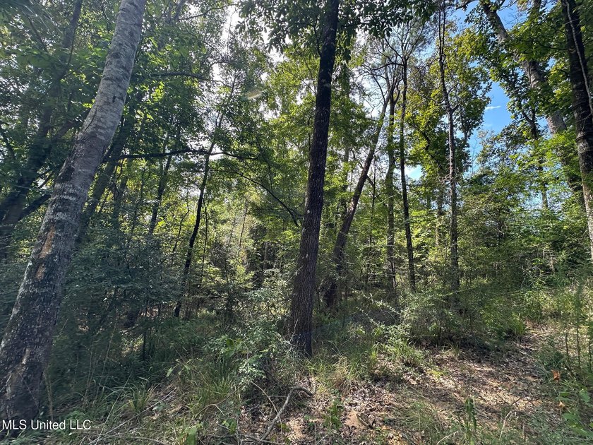 +/- 124 acres in the Shivers community in southwest Simpson - photo 14