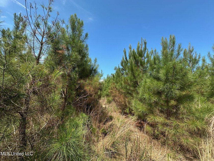 +/- 124 acres in the Shivers community in southwest Simpson - photo 16