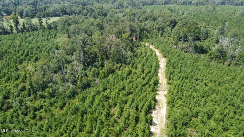 +/- 124 acres in the Shivers community in southwest Simpson - photo 17
