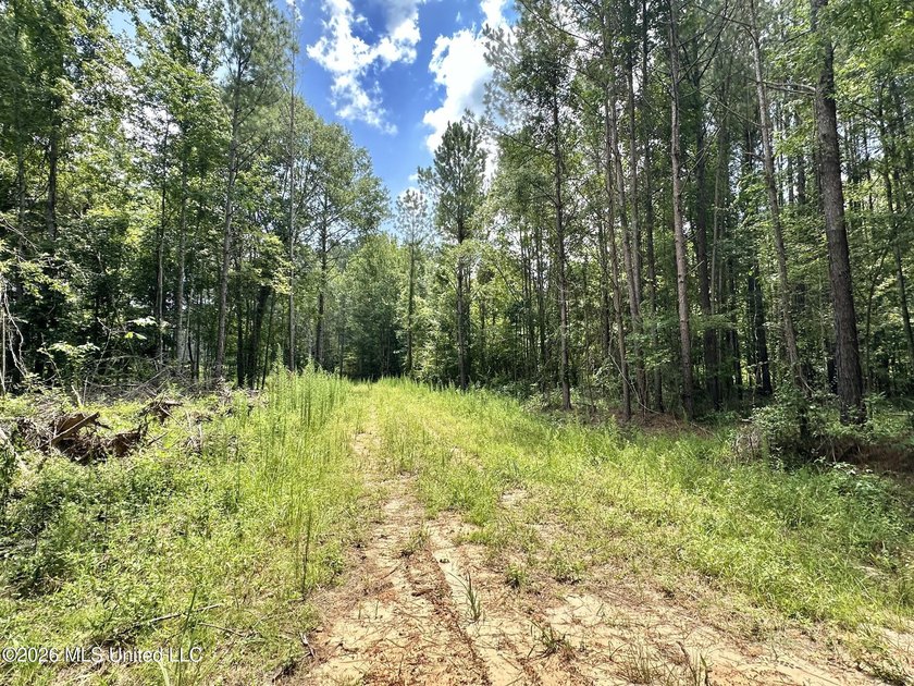 +/- 15 acre homesite or recreational property in Leake County - photo 4
