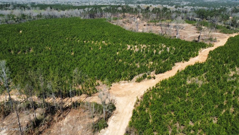 +/- 99 acres in the Shivers community in southwest Simpson - photo 12