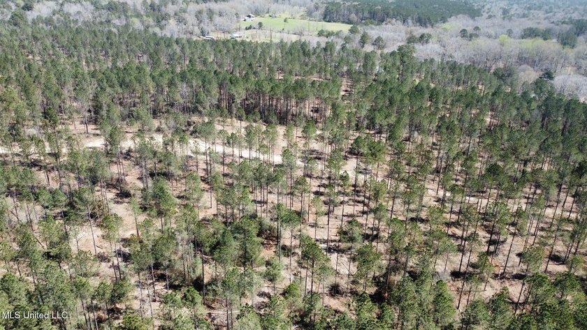 +/- 99 acres in the Shivers community in southwest Simpson - photo 20