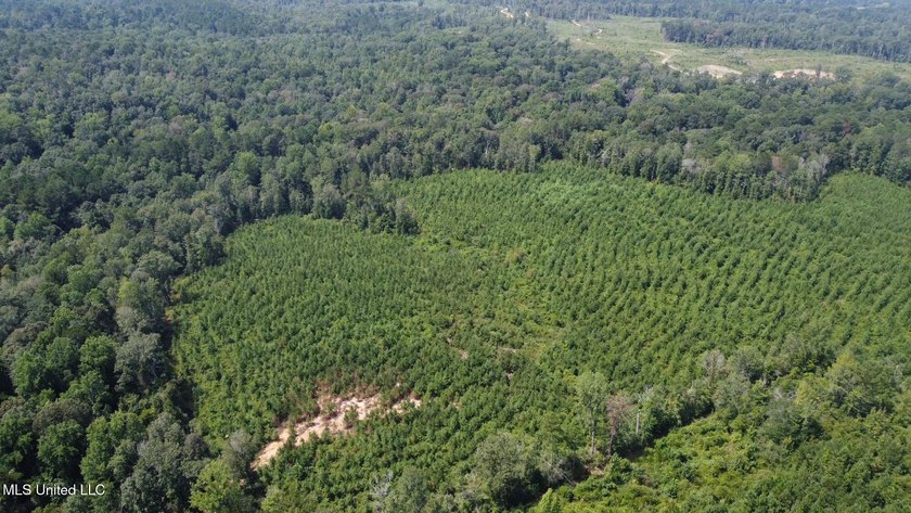+/- 99 acres in the Shivers community in southwest Simpson - photo 26