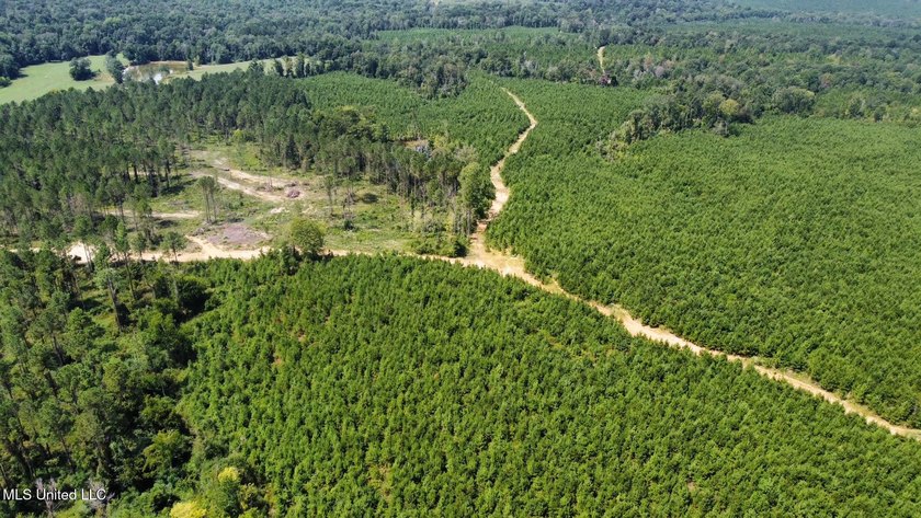 +/- 99 acres in the Shivers community in southwest Simpson - photo 32