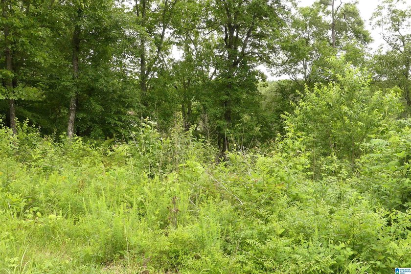 MOTIVATED SELLER!! Great price on this lot with 100 feet of - photo 3