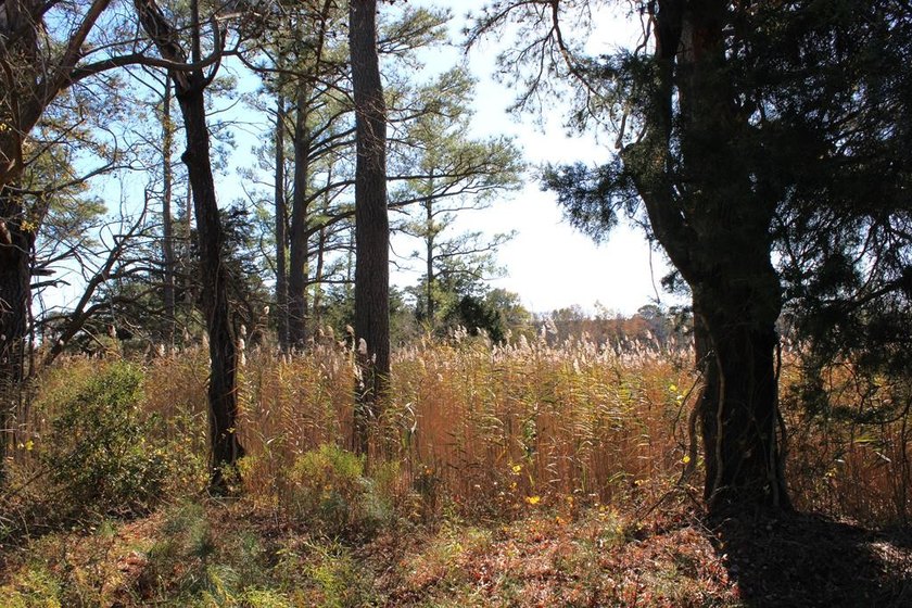 12 Acres located on the Delmarva peninsula, with the ocean on - photo 11