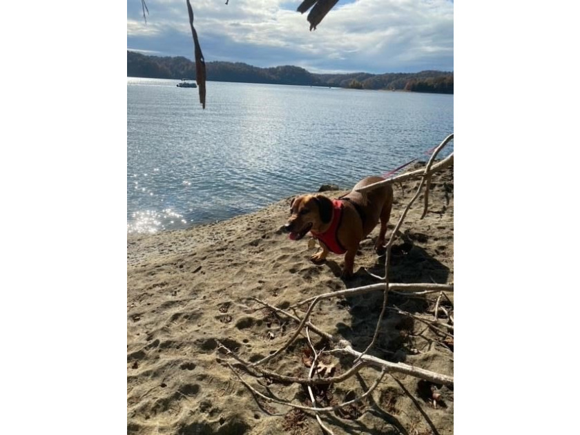 Come relax and unwind at beautiful Dale Hollow Lake! This - photo 30