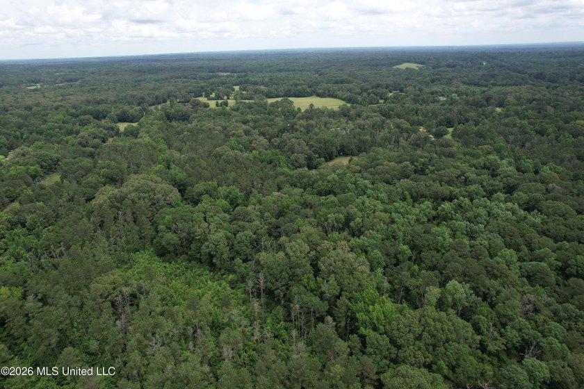 This 53+/- acre tract offers a beautiful combination of mature - photo 6