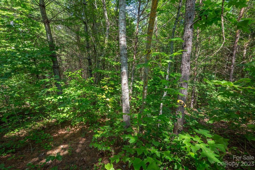 Come see this great wooded homesite in Hawksbill at Lake James - photo 6