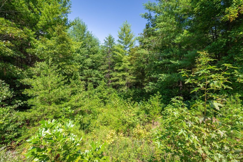 Come see this great wooded homesite in Hawksbill at Lake James - photo 6