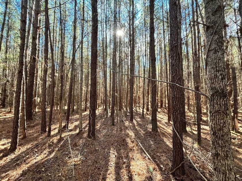 This secluded hunting, recreation and timberland investment - photo 14