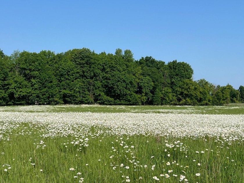A rare find! 38 pristine organic acres located just 8 miles west - photo 11