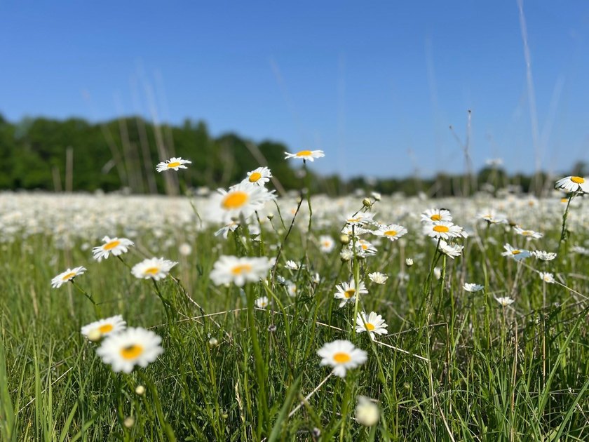 A rare find! 38 pristine organic acres located just 8 miles west - photo 13