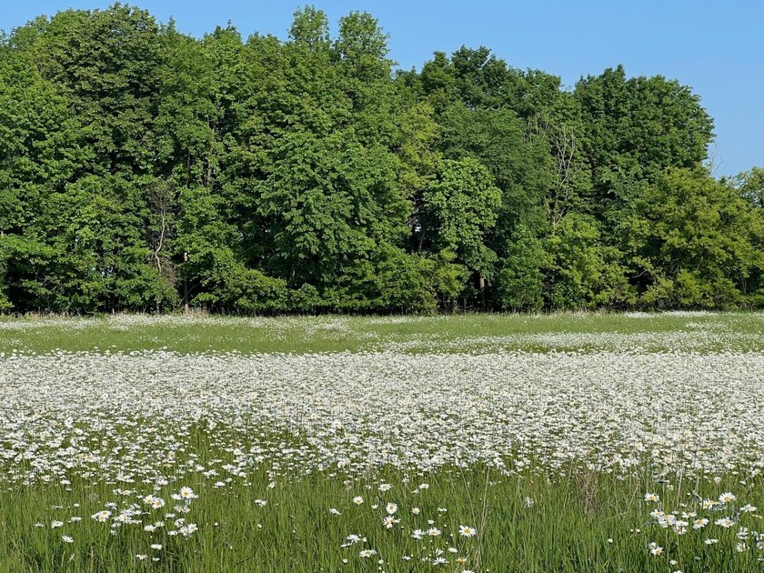 A rare find! 38 pristine organic acres located just 8 miles west - photo 15