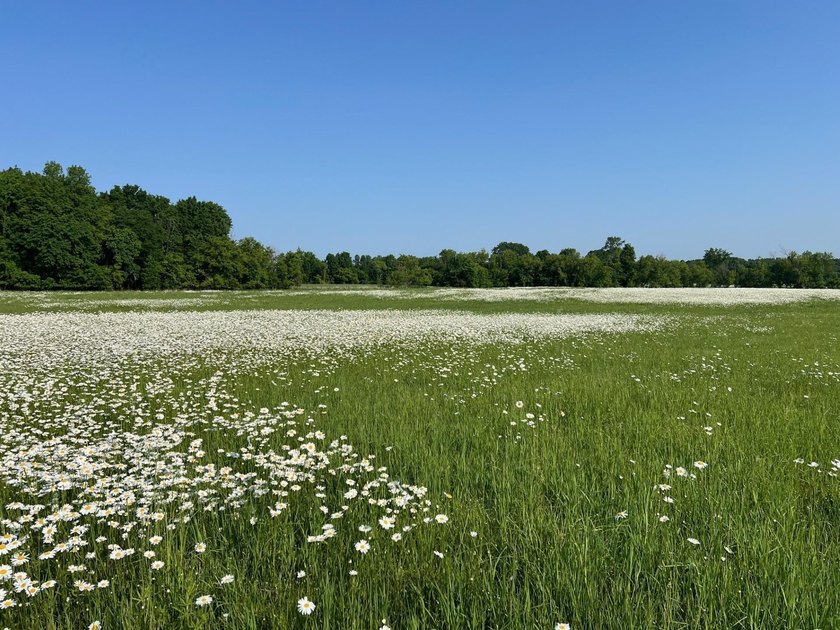 A rare find! 38 pristine organic acres located just 8 miles west - photo 16