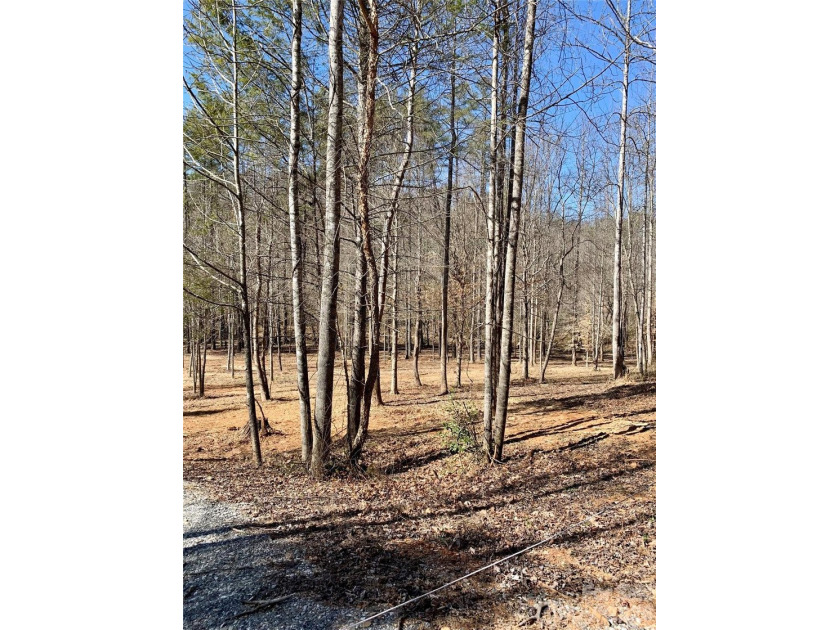 12+ acres with 1,000 ft of river frontage on the Johns River! - photo 7