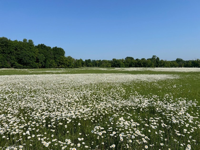 A rare find! 38 pristine organic acres located just 8 miles west - photo 17
