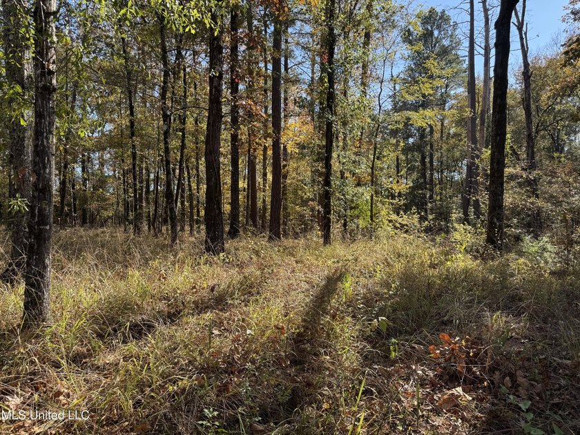 Just over 7 acres of private, undeveloped land in Hinds - photo 4