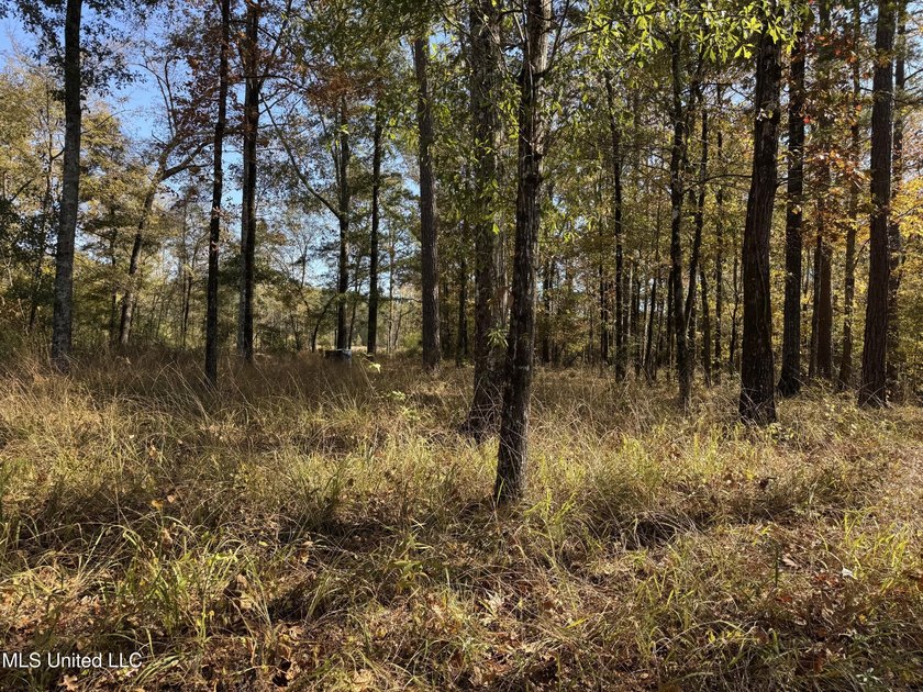 Just over 7 acres of private, undeveloped land in Hinds - photo 5