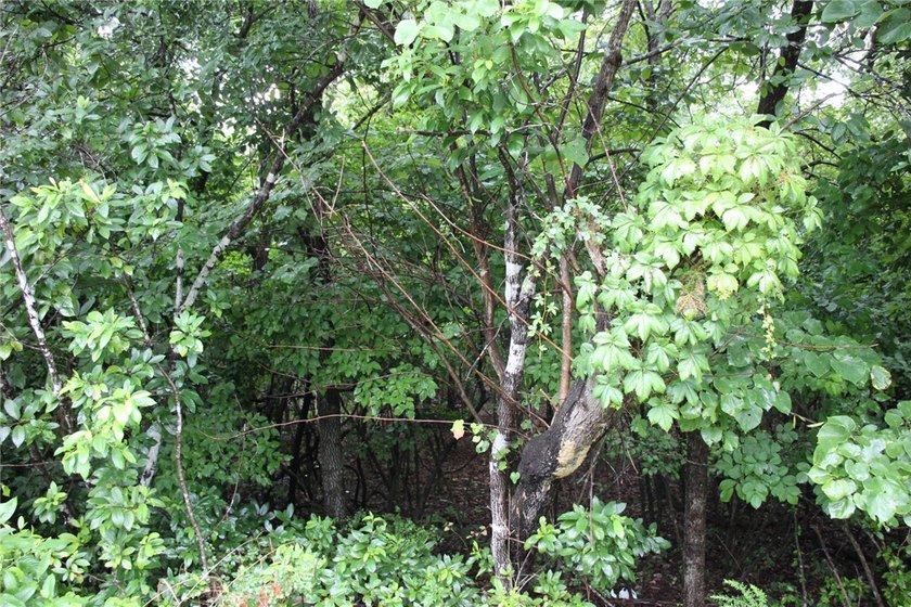 20.55 acres heavily wooded only minutes to town. This property - photo 2