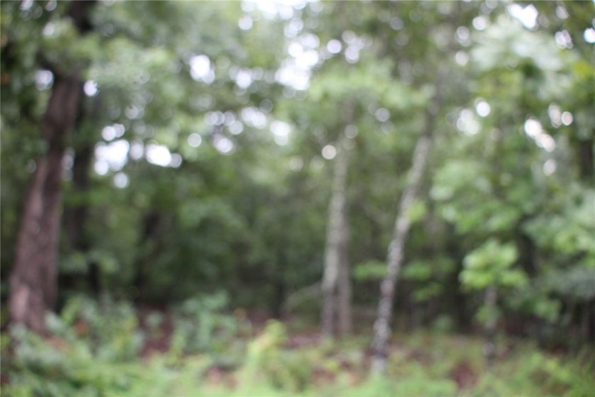 20.55 acres heavily wooded only minutes to town. This property - photo 4