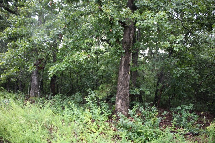 20.55 acres heavily wooded only minutes to town. This property - photo 5
