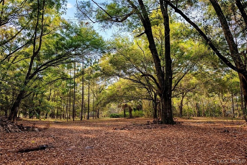 7.73 Acres bordering Fort Cooper State Park with direct access - photo 3