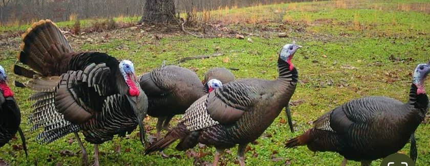 Premier Buffalo National River Area legacy hunting, recreational - photo 25