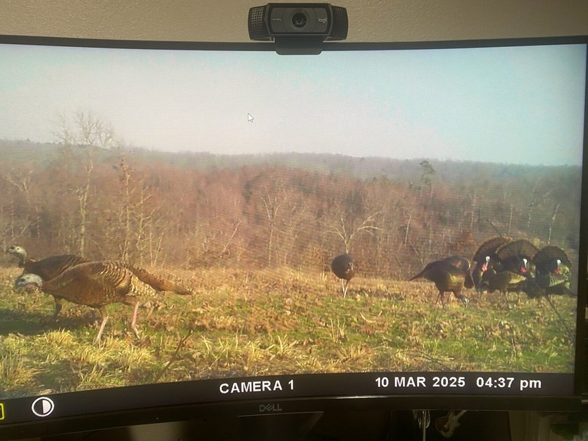 Premier Buffalo National River Area legacy hunting, recreational - photo 29