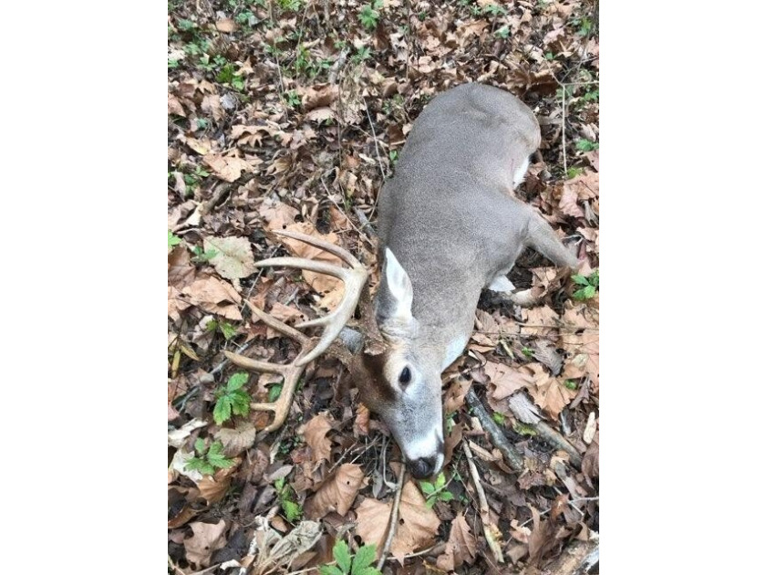 Premier Buffalo National River Area legacy hunting, recreational - photo 30