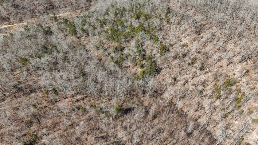 Premier Buffalo National River Area legacy hunting, recreational - photo 31