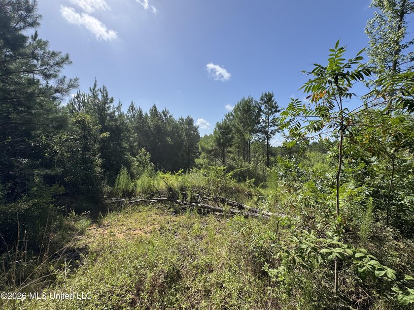 80+/- Acres - Topisaw Creek Recreational Tract, Southwest - photo 10