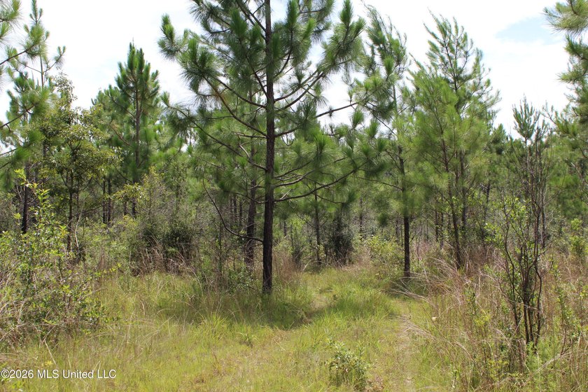 Rare 6.66-acre tract offering privacy, natural beauty and - photo 5