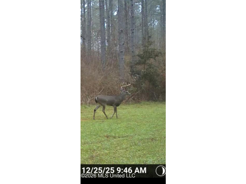 Set across 397 acres in Jefferson Davis County, Mississippi - photo 6
