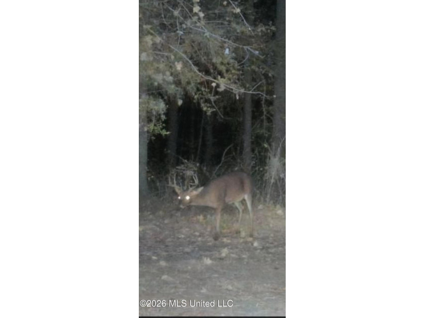 Set across 397 acres in Jefferson Davis County, Mississippi - photo 7
