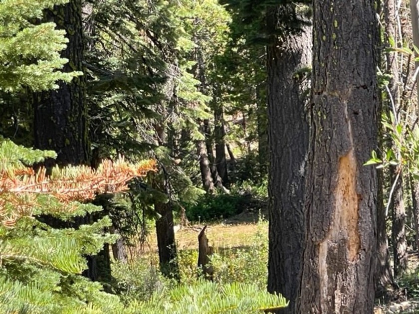 304 acres of incredible mountain property. Surrounded by USFS - photo 9