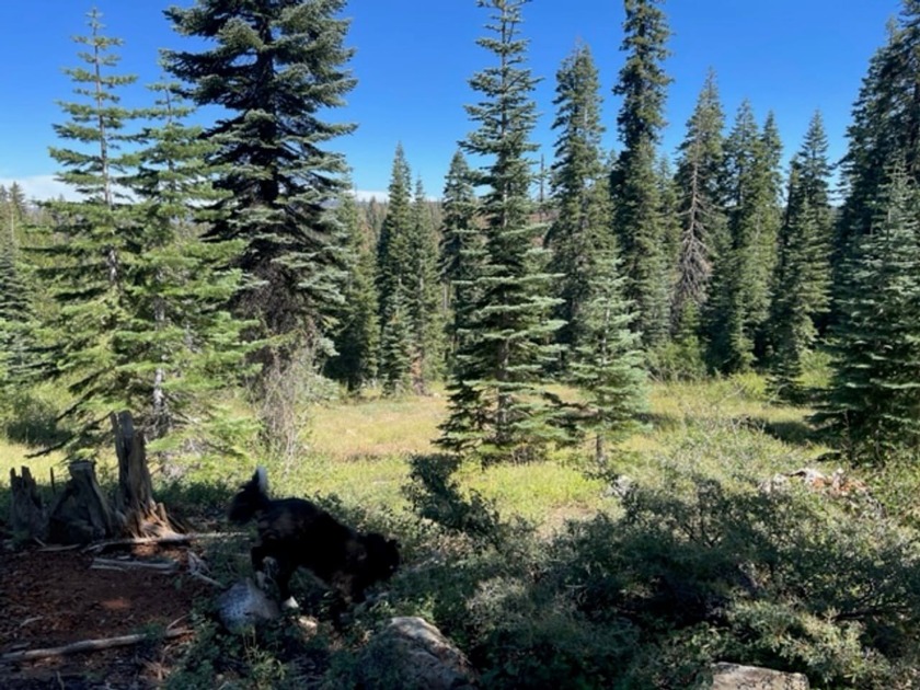 304 acres of incredible mountain property. Surrounded by USFS - photo 10