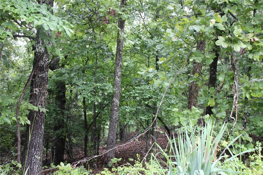 20.55 acres heavily wooded only minutes to town. This property - photo 13