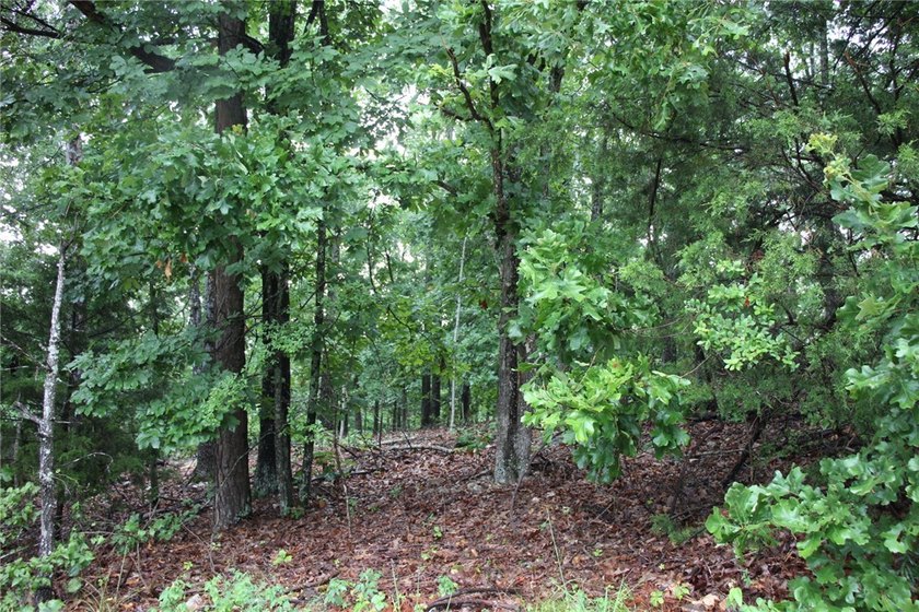 20.55 acres heavily wooded only minutes to town. This property - photo 15