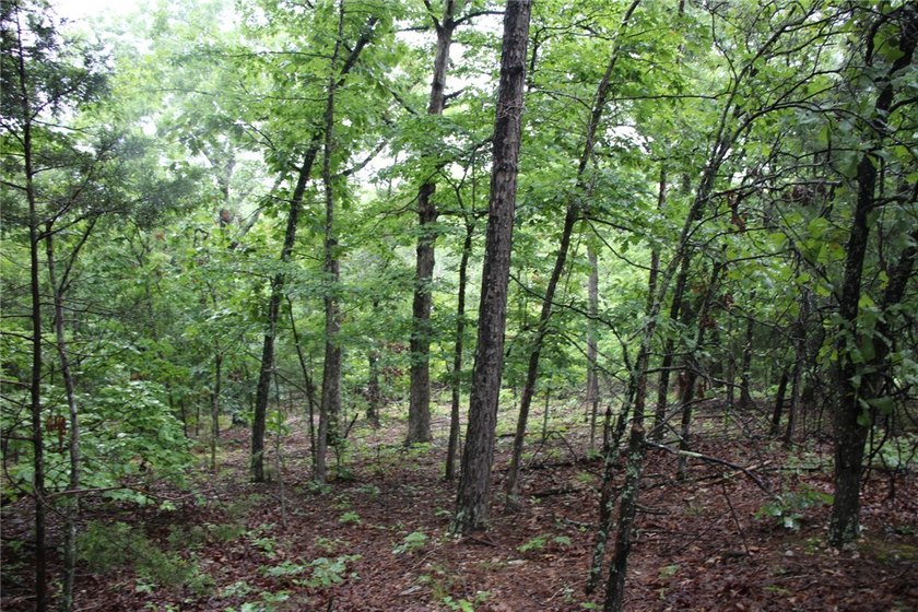 20.55 acres heavily wooded only minutes to town. This property - photo 17