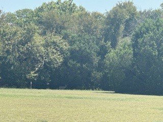 White Bluff is the place to be. This is a great corner lot - photo 3