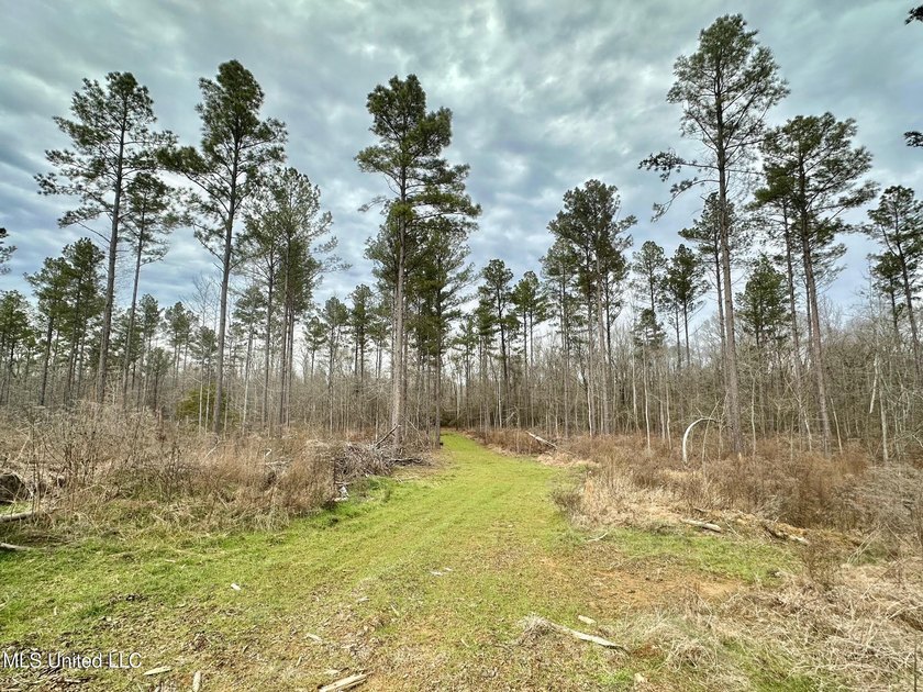 +/- 255 acres hunting and timberland property located in the Dry - photo 15