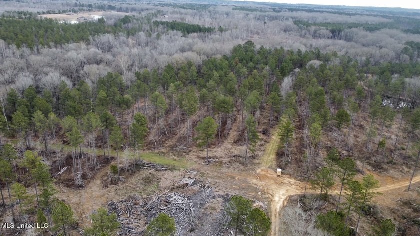 +/- 255 acres hunting and timberland property located in the Dry - photo 32