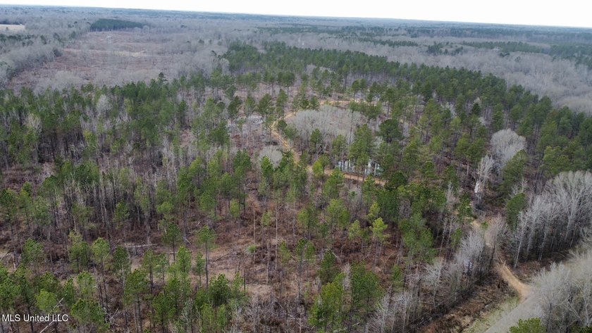 +/- 255 acres hunting and timberland property located in the Dry - photo 35