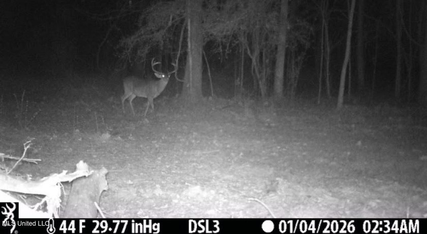 +/- 255 acres hunting and timberland property located in the Dry - photo 44