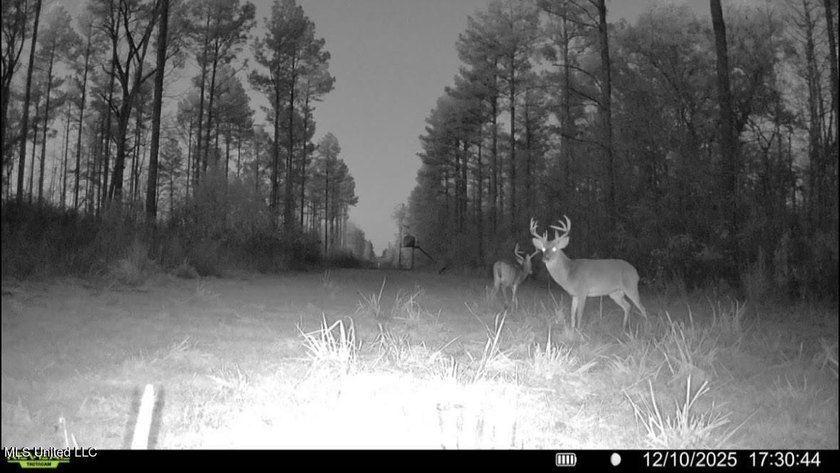 +/- 255 acres hunting and timberland property located in the Dry - photo 47