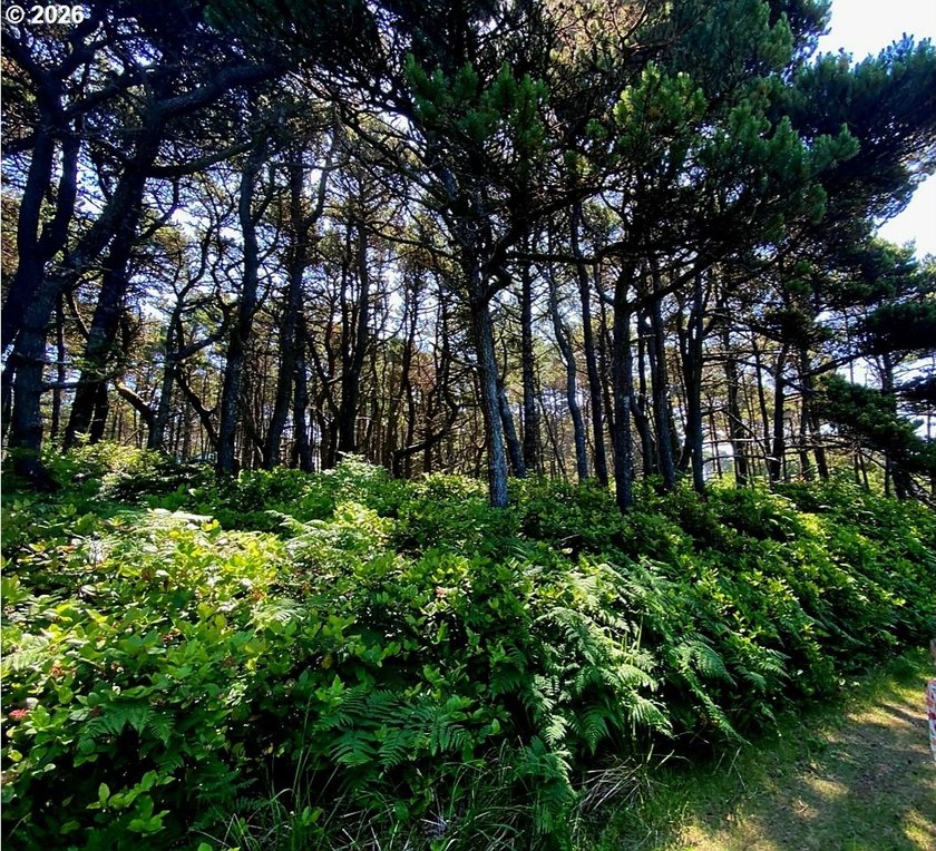 Welcome to this lovely 1/4 of an acre natural treed lot in close - photo 2