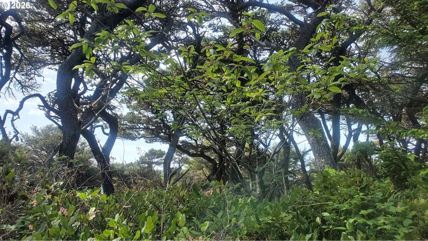 Welcome to this lovely 1/4 of an acre natural treed lot in close - photo 4