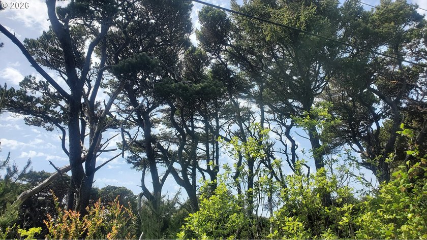 Welcome to this lovely 1/4 of an acre natural treed lot in close - photo 5